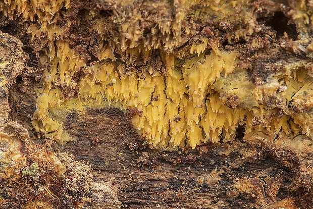 ihlohubka žltá Mycoacia uda (Fr.) Donk