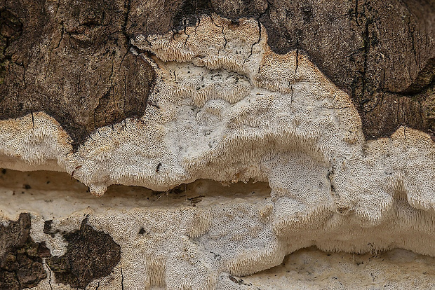 ostropórovec rozliaty Oxyporus obducens (Pers.) Donk