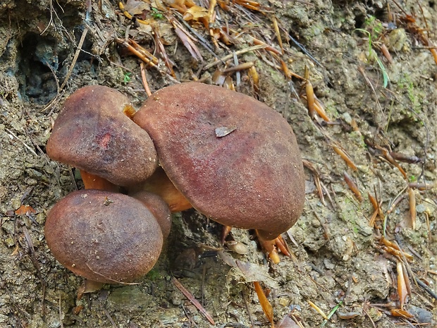 lupeňopórovec hnedožltý Phylloporus pelletieri (Lév.) Quél.