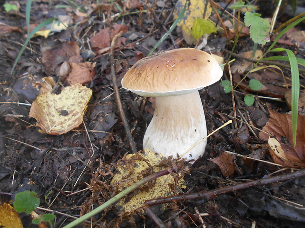 hríb smrekový Boletus edulis Bull.