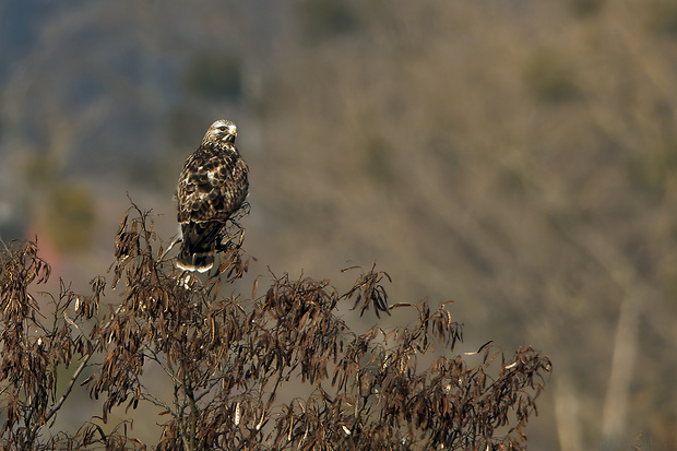 myšiak severský Buteo lagopus