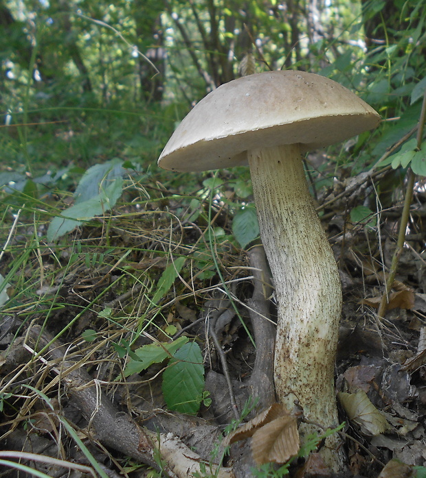 kozák brezový Leccinum scabrum (Bull.) Gray