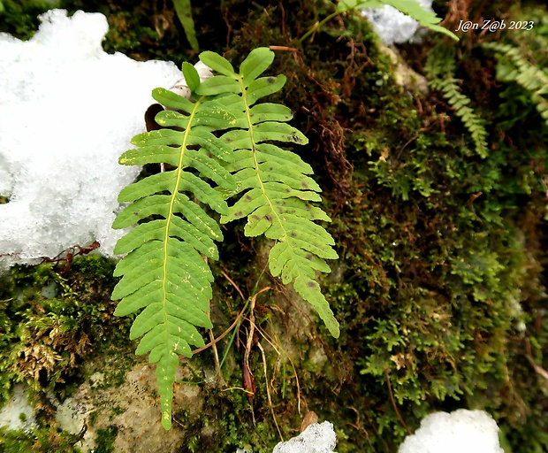 sladič obyčajný Polypodium vulgare L.