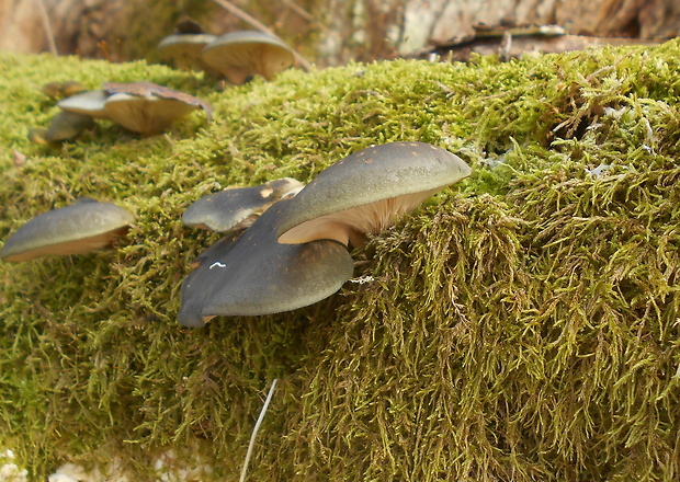 pňovka neskorá Sarcomyxa serotina (Pers.) P. Karst.