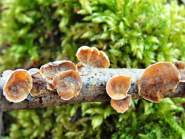 škľabka plstnatá Schizophyllum amplum (Lév.) Nakasone