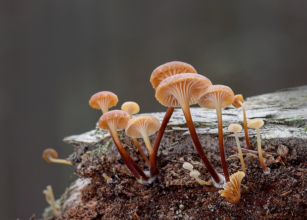 tanečnička zvončekovitá Xeromphalina campanella (Batsch) Maire