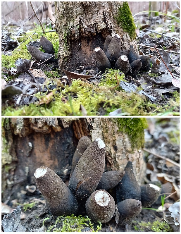 drevnatec kyjakovitý Xylaria polymorpha (Pers.) Grev.