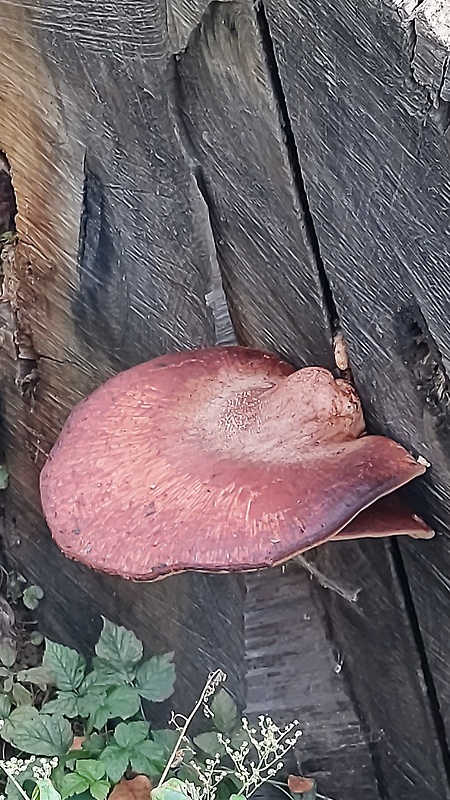 pečeňovec dubový Fistulina hepatica (Schaeff.) With.