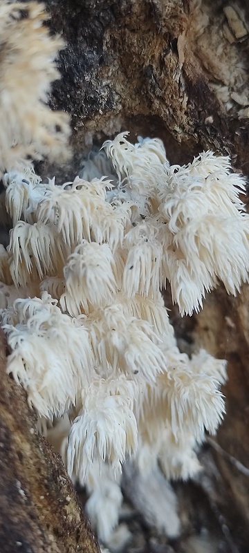 koralovec bukový Hericium coralloides (Scop.) Pers.