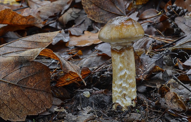 šťavnačka Persoonova Hygrophorus persoonii Arnolds