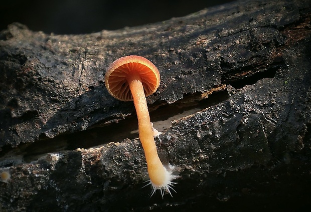 smeťovka zimná Tubaria furfuracea (Pers.) Gillet