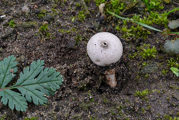 stopkovec Kotlabov Tulostoma kotlabae Pouzar