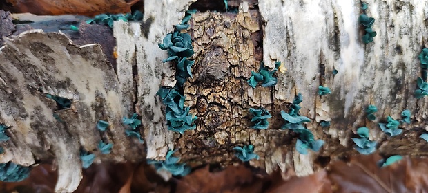 zelenica Chlorociboria sp.