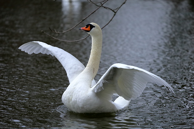 labuť hrbozobá Cygnus olor