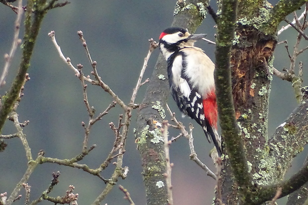 ďateľ veľký  Dendrocopos major (Linnaeus, 1758)