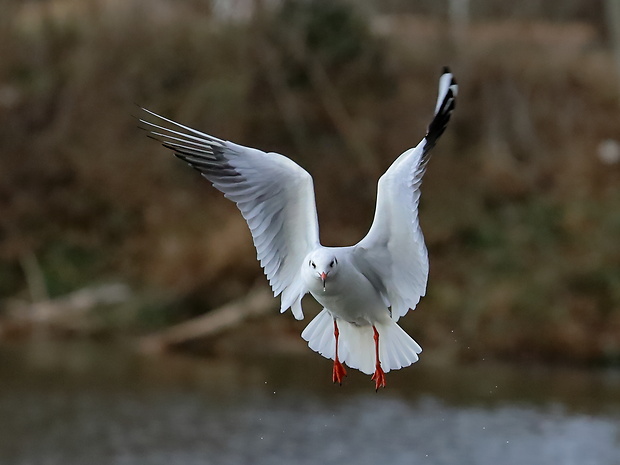 čajka smejivá Larus ridibundus L.