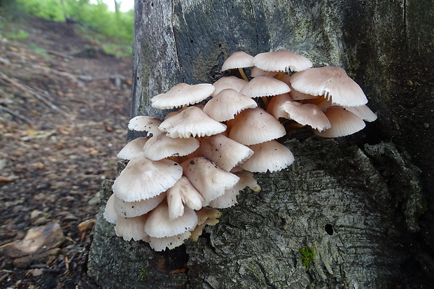 prilbička Mycena sp.