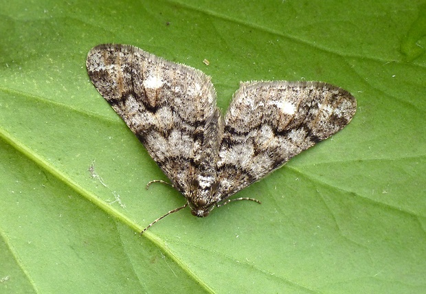 piadivka osiková Agriopis leucophaearia