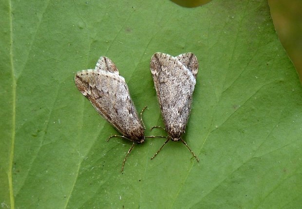 piadivka marcová Alsophila aescularia