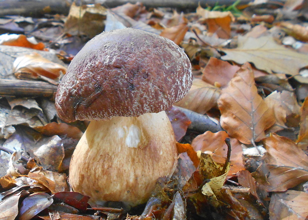 hríb sosnový Boletus pinophilus Pil. et Dermek in Pil.