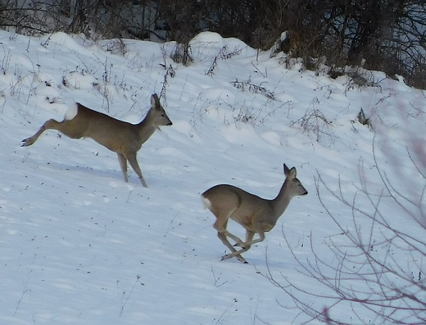 srna lesná Capreolus capreolus