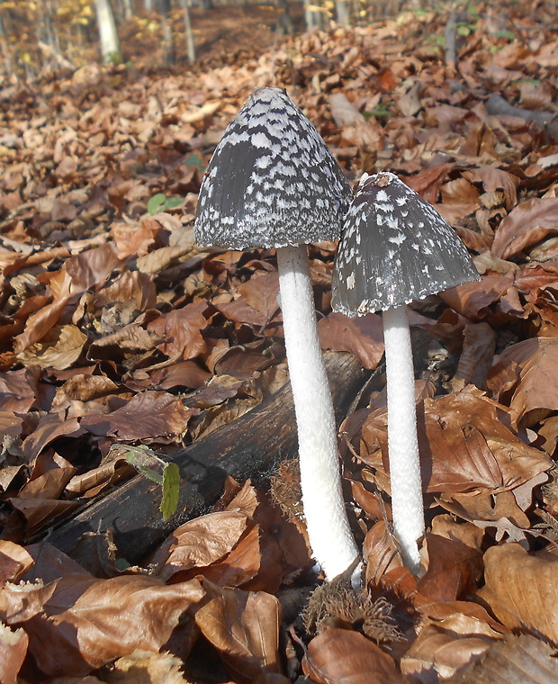 hnojník strakatý Coprinopsis picacea (Bull.) Redhead, Vilgalys & Moncalvo