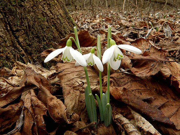 snežienka jarná Galanthus nivalis L.