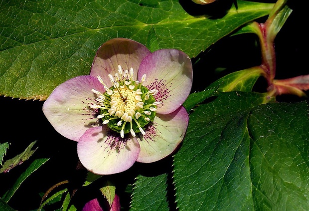 čemerica Helleborus orientalis Lam.