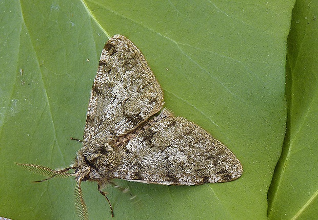 piadivka hrušková Phigalia pilosaria