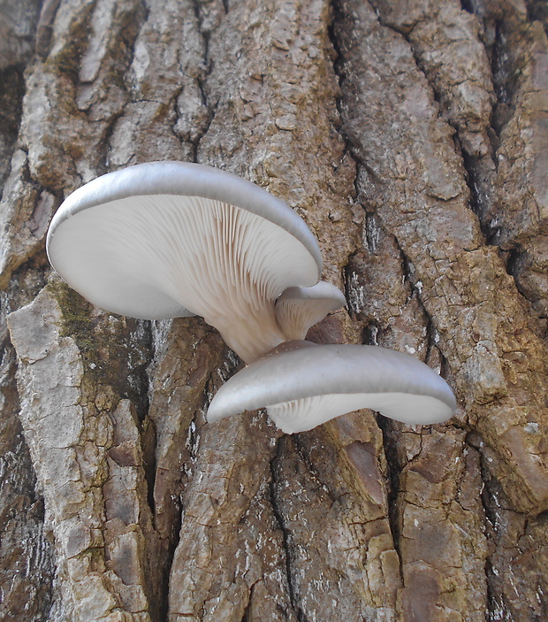 hliva ustricovitá Pleurotus ostreatus (Jacq.) P. Kumm.