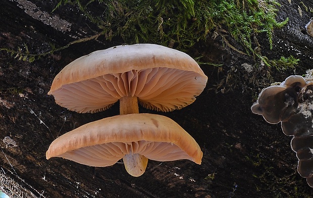 červenáčik obyčajný Rhodotus palmatus (Bull.) Maire