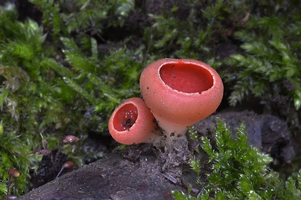 ohnivec šarlátový Sarcoscypha coccinea (Gray) Boud.