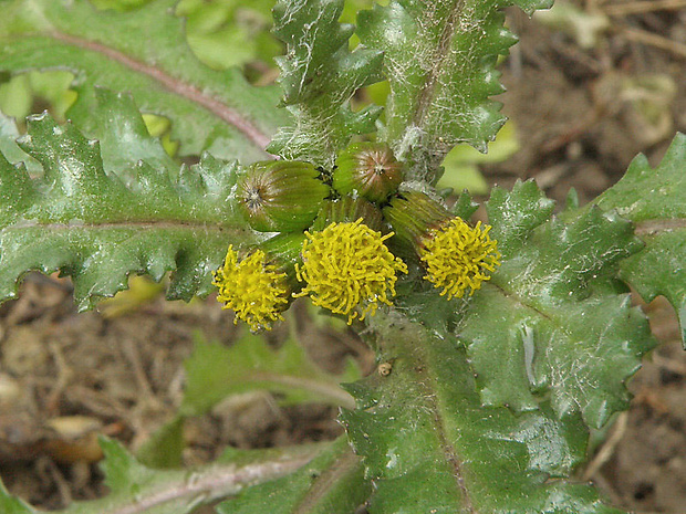 starček obyčajný Senecio vulgaris L.