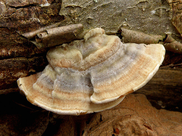 trúdnikovec pestrý Trametes versicolor (L.) Lloyd