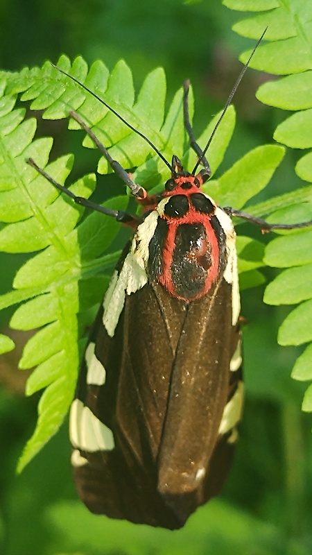 spriadač čremchovy Arctia matronula