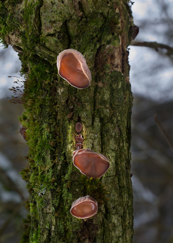 uchovec bazový Auricularia auricula-judae (Bull.) Quél.