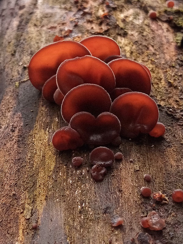 uchovec bazový Auricularia auricula-judae (Bull.) Quél.