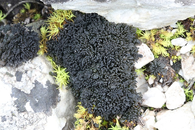 koléma Collema tenax var. ceranoides (Borrer) Degel.