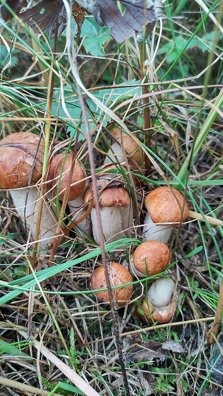 kozák osikový Leccinum albostipitatum den Bakker & Noordel.