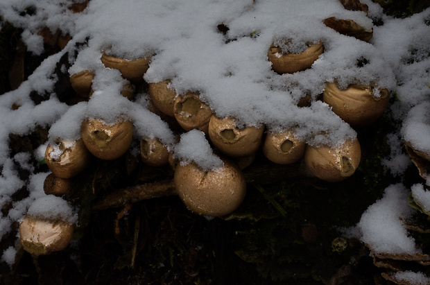 prášnica hruškovitá Lycoperdon pyriforme Schaeff.