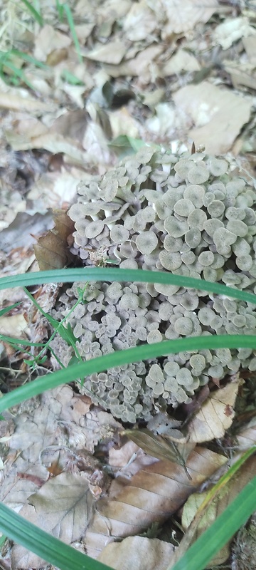 trúdnik klobúčkatý Polyporus umbellatus (Pers.) Fr.