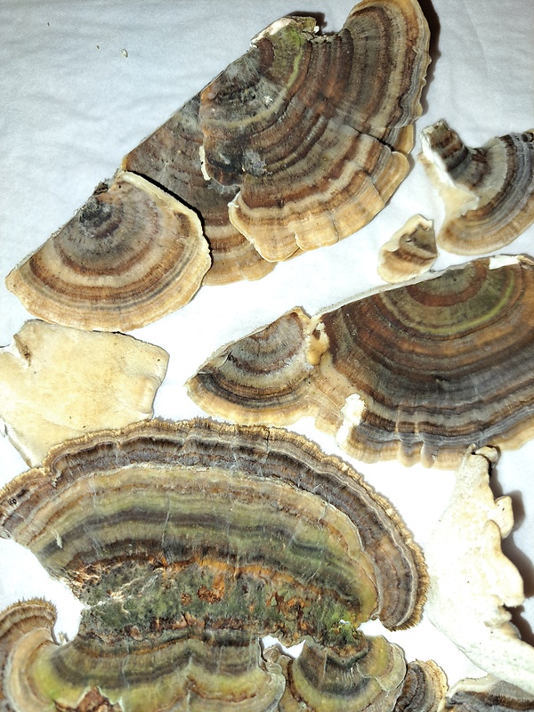 trúdnikovec pestrý Trametes versicolor (L.) Lloyd