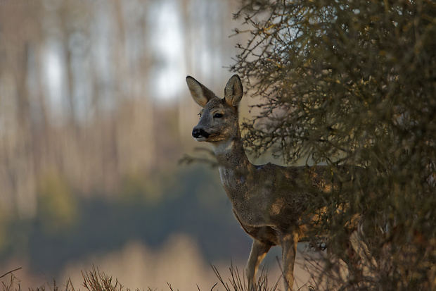 srna lesná  Capreolus capreolus