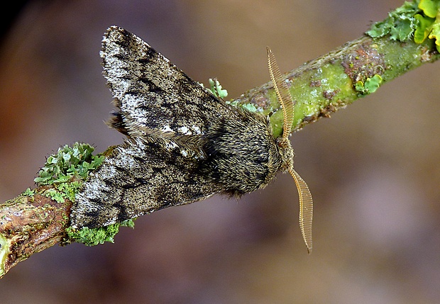 piadivka strapatá Apocheima hispidaria