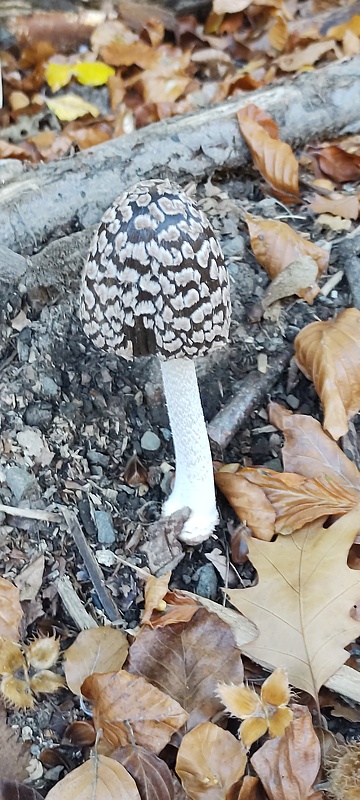 hnojník strakatý Coprinopsis picacea (Bull.) Redhead, Vilgalys & Moncalvo