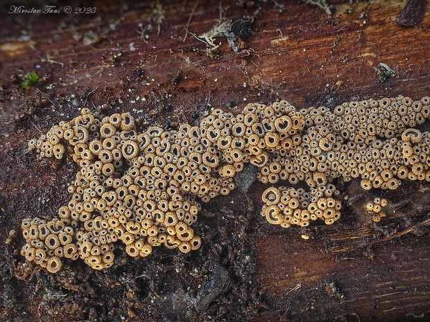 padrobnica Merismodes sp.