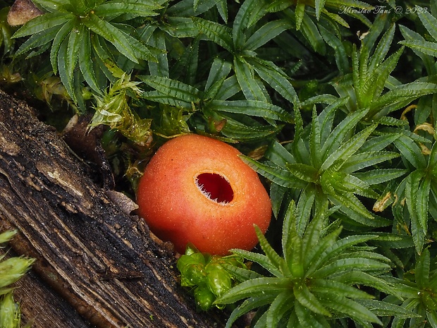 ohnivček zimný Microstoma protractum (Fr.) Kanouse