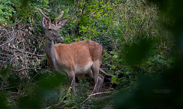 jeleň lesný Cervus elaphus