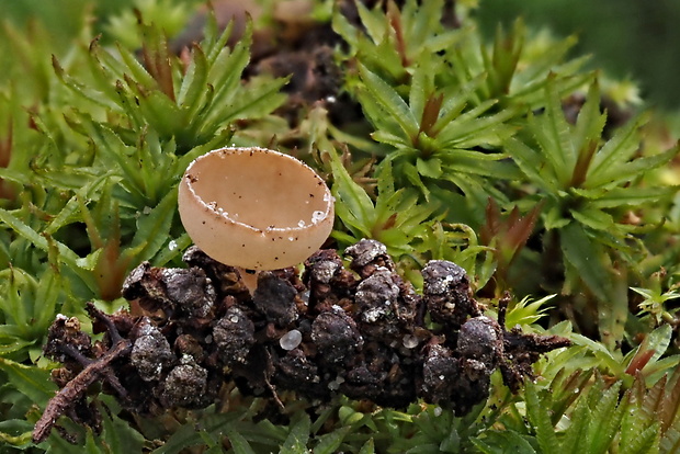 jahňadka obyčajná Ciboria amentacea (Balb.) Fuckel