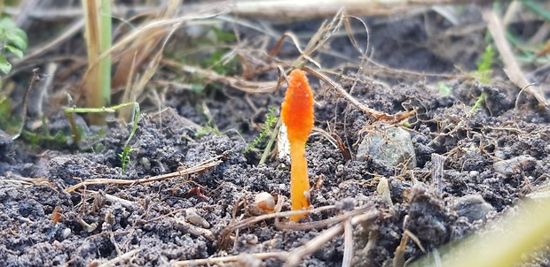 žezlovka hmyzová Cordyceps militaris (Fr.) Link